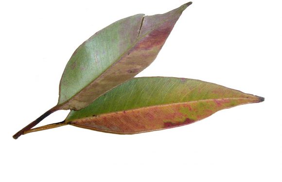 Zamiokulkas zamiolistny – roślina reprezentacyjna